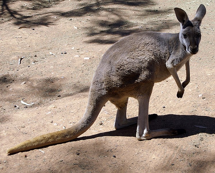 File:Female Red Kangaroo (Macropus rufus).jpg