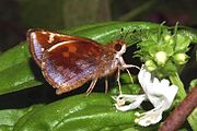 Poanes zabulon (Zabulon skipper). Adult female, ventral view of wings.