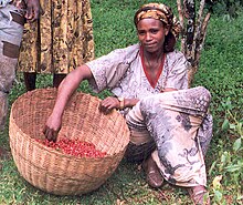 Coffee harvest in Ethiopia. Coffee, which originated in Ethiopia, is the largest foreign exchange earner. Female coffee farmer in Ethiopia (5762538117).jpg