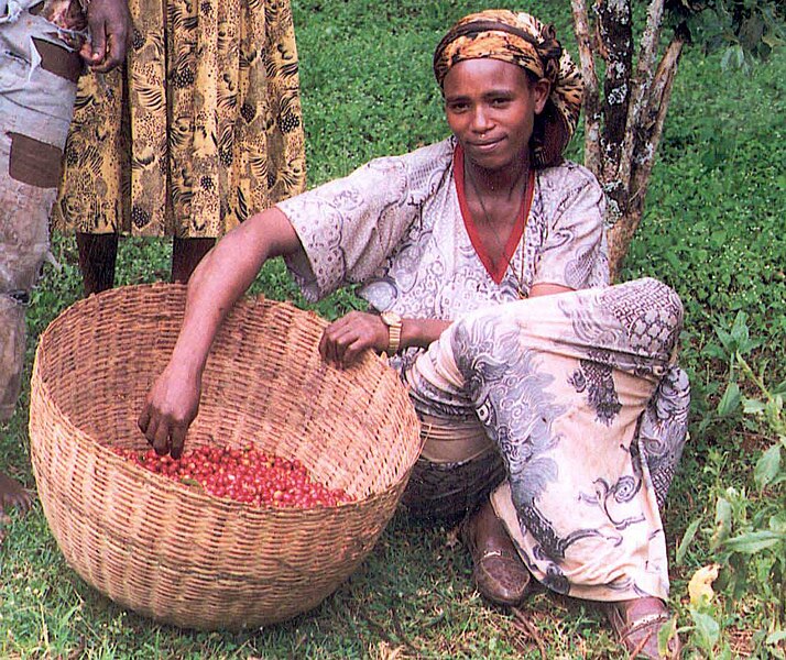 File:Female coffee farmer in Ethiopia (5762538117).jpg
