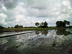 Agriculture in Tamil Nadu