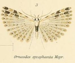 Alucita sycophanta