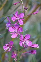 Fireweed (Epilobium angustifolium) flowerhead