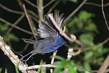 A Sri Lanka whistling-thrush photographed at night Flickr - Rainbirder - Ceylon Whistling-thrush (Myophonus blighi).jpg