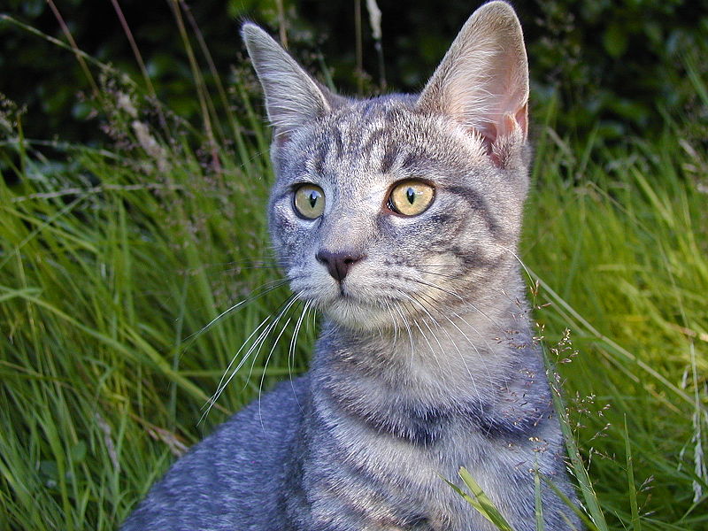 File:Flikr - alpha the cat (by).jpg