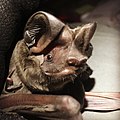 Florida bonneted bat (Eumops floridanus)