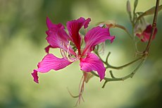 Flower @ Kowloon Park (1900695393).jpg