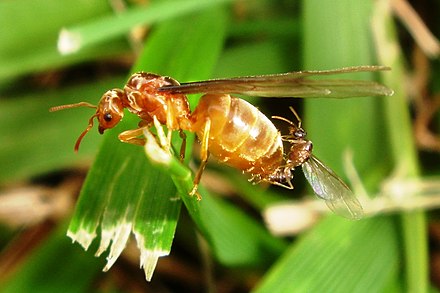 Honey ants (Prenolepis imparis) mating