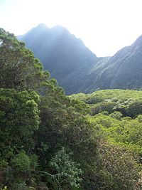 ForêtBélouve Riunione 01.JPG