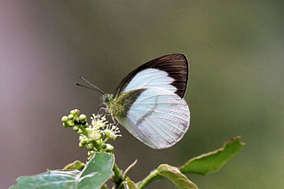 <i>Appias aegis</i> Species of butterfly