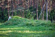 English: Forest in eastern Minsk, Belarus Беларуская: Лес на ўсходзе Мінска, Беларусь Русский: Лес на востоке Минска, Беларусь