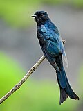 Thumbnail for Fork-tailed drongo-cuckoo