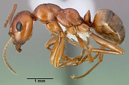 Formica puberula