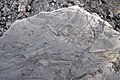 Fossiliferous mudshale (Price Formation, Lower Mississippian; Cloyds Mountain roadcut, Valley Coalfield, Virginia, USA) 15 (30457980926).jpg