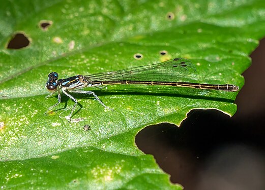 Ischnura posita (fragile forktail), Prospect Park