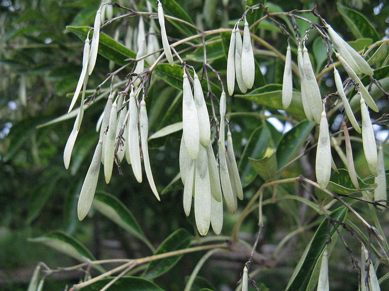 File:Fraxinus japonica4.jpg