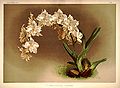 Oncidium alexandrae (as syn. Odontoglossum crispum) plate 1 in: Frederick Sander: Reichenbachia I, (1888)