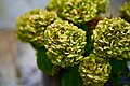 French Hydrangea or Hortensia (Hydrangea macrophylla).