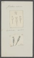 Furcularia rediviva - - Print - Iconographia Zoologica - Special Collections University of Amsterdam - UBAINV0274 101 04 0012.tif