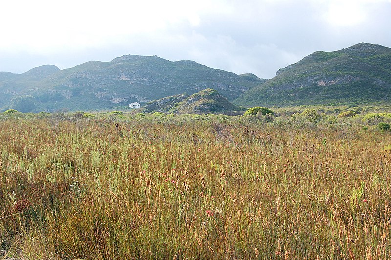 File:Fynbos (3187486750).jpg