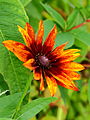 * Nomination Visitor center National Park De Alde Feanen. Gaillardia in the butterfly garden. Famberhorst 15:15, 19 July 2014 (UTC) * Promotion Nice shot. Good quality --Klaproth 16:07, 19 July 2014 (UTC)