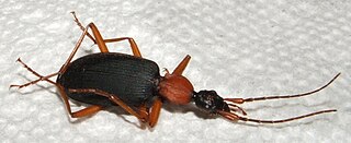 <i>Galerita bicolor</i> Species of beetle