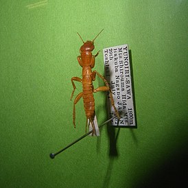 Grylloblattodea