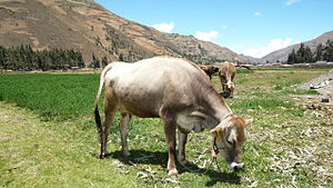 Ganado vacuno en Pampas-1.JPG