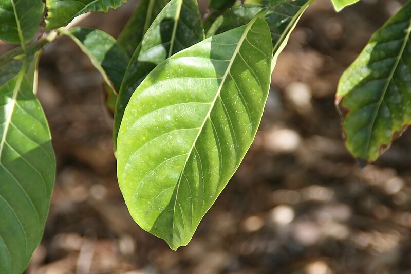 File:Gardenia coronata 0zz.jpg