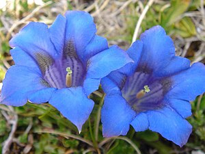 Gentiana acaulis