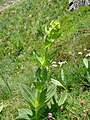 Gentiana lutea