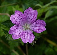 Geranium endressii