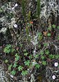 Geranium holosericeum