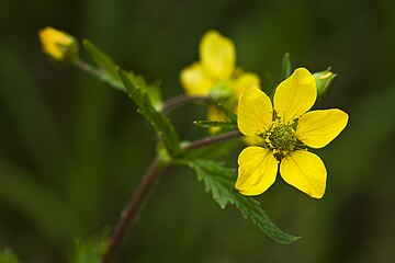 Geum macrophyllum