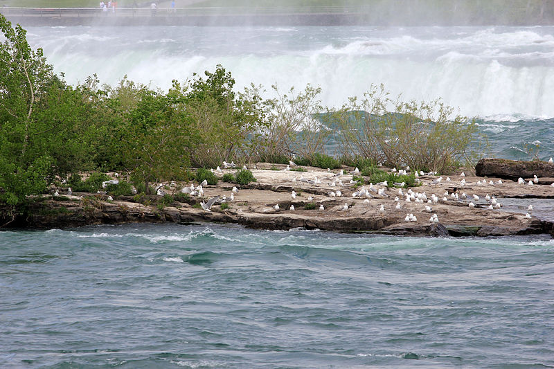 File:Gfp-canada-ontario-niagara-falls-birds-on-an-island.jpg