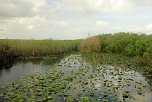 Gfp-florida-everglades-national-park-clear-pond-with-lillies.jpg