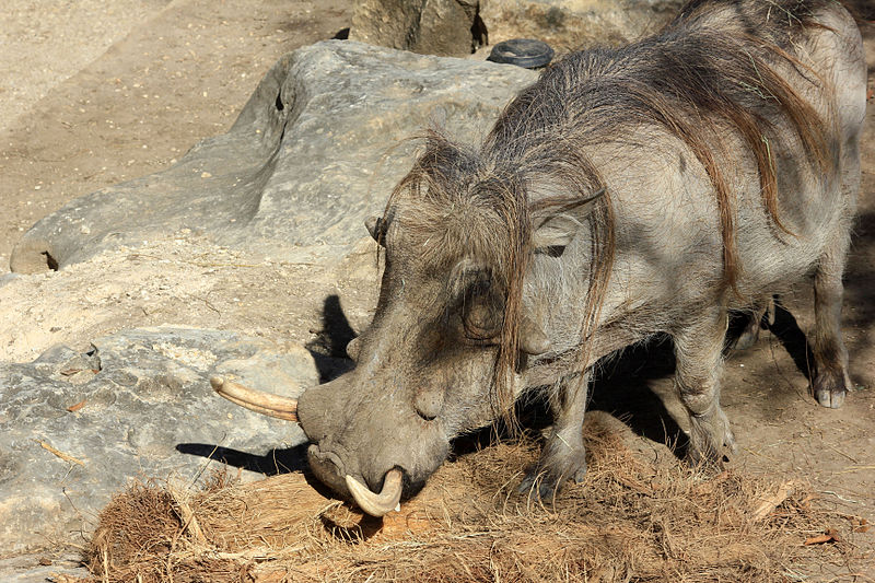 File:Gfp-warthog.jpg