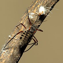 Giant Bark Aphid - Flickr - treegrow (3) .jpg