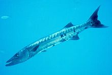 Giant barracuda.jpg