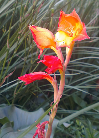 <i>Gladiolus dalenii</i> Species of flowering plant