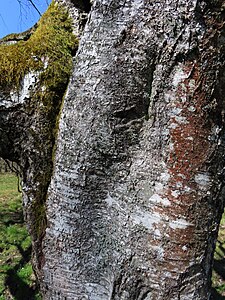 Glasbjörksbark i Väsmestorps naturreservat. 20,1 Mpx 18,17 Mbyte