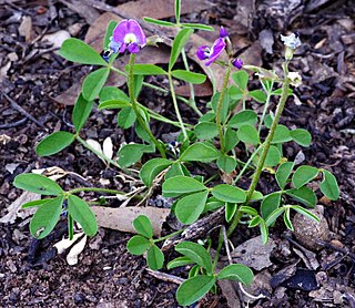 <i>Glycine latrobeana</i> Species of plant