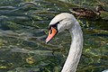 * Nomination Swan in Traunsee, Gmunden / Upper Austria --Isiwal 08:49, 27 October 2018 (UTC) * Promotion  Support Good quality.--Famberhorst 08:54, 27 October 2018 (UTC)