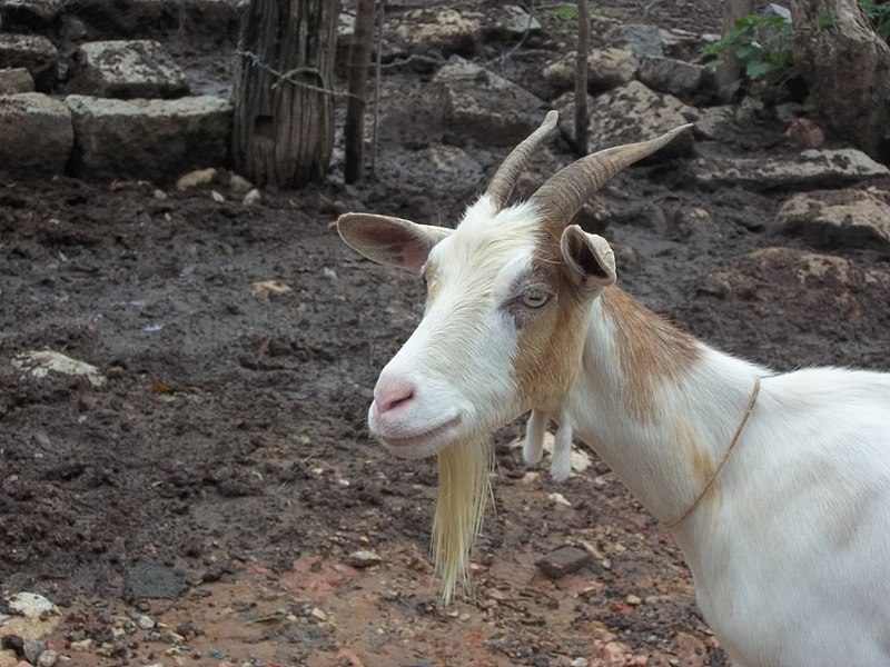File:Goat in Minas.jpg