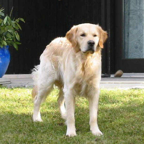 File:Golden Retriever-2003-03-12.jpg