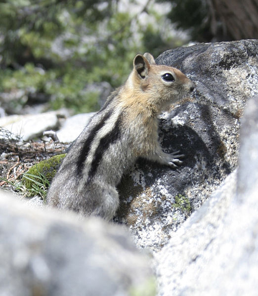 File:Golden ground Squirrell.jpg