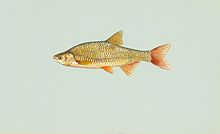 Zlatna sjajna riba notemigonus crysoleucas.jpg