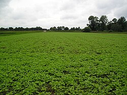 White mustard grown as catch crop in Poland Gorczyca biala-pole.jpg