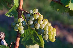 Grape vines 2015 02.jpg