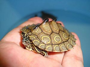 Juvenile Pracht-Höckerschildkröte Graptemys oculifera